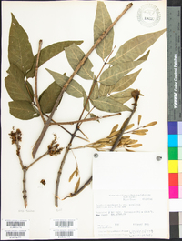 Fraxinus americana var. americana image
