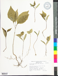 Fraxinus americana var. americana image