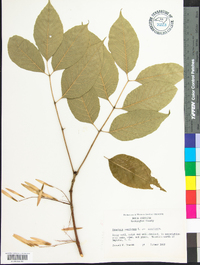 Fraxinus americana var. americana image