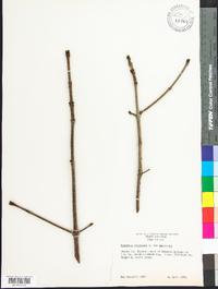 Fraxinus americana var. americana image