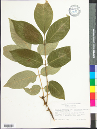 Fraxinus americana var. biltmoreana image