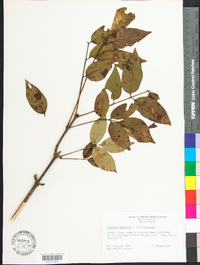Fraxinus americana var. americana image