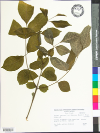 Fraxinus americana var. biltmoreana image