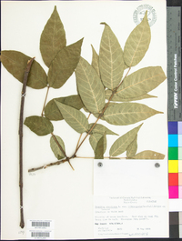 Fraxinus americana var. biltmoreana image