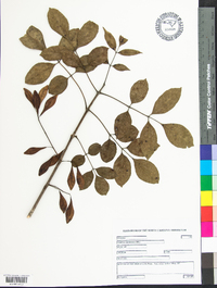 Fraxinus caroliniana image