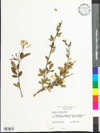 Jasminum floridum image