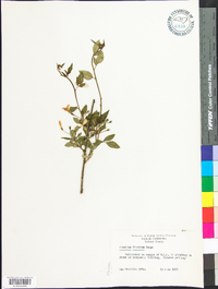 Jasminum floridum image