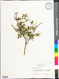 Jasminum floridum image