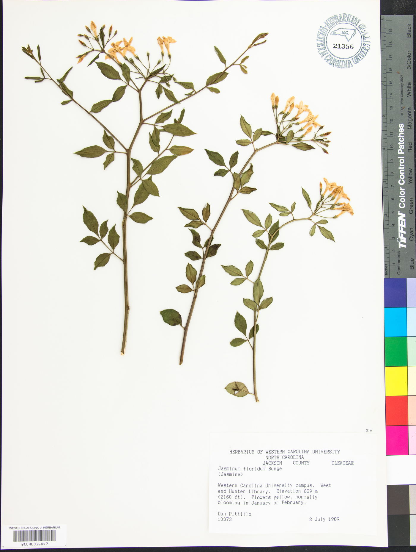 Jasminum floridum image