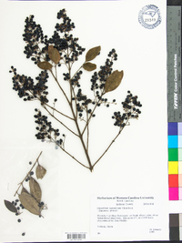 Ligustrum japonicum image