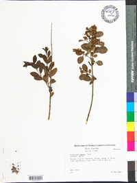 Ligustrum sinense image