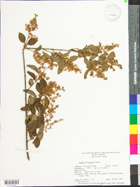 Ligustrum sinense image