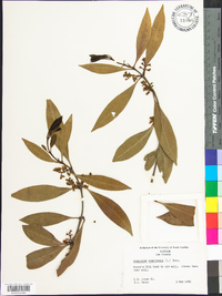 Osmanthus americanus image