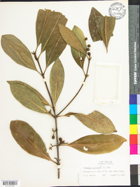 Osmanthus americanus image