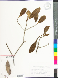 Osmanthus americanus image