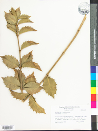 Osmanthus fortunei image