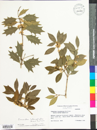 Osmanthus ilicifolius image