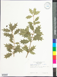 Osmanthus ilicifolius image