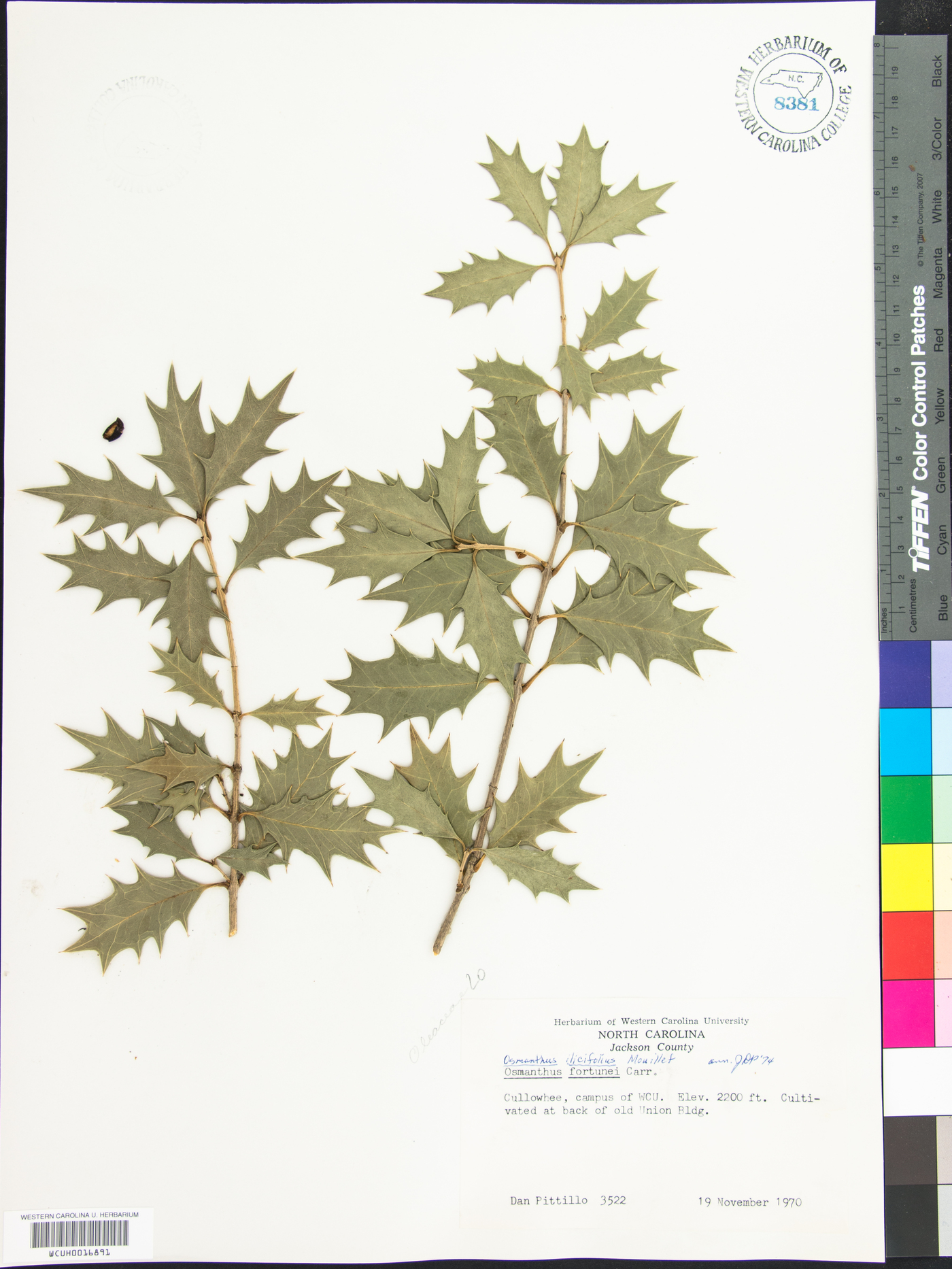 Osmanthus ilicifolius image