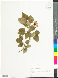 Syringa vulgaris image