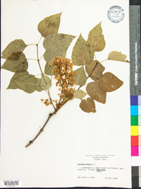 Syringa vulgaris image