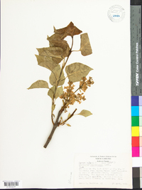 Syringa vulgaris image