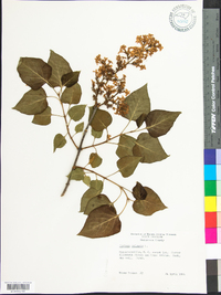 Syringa vulgaris image