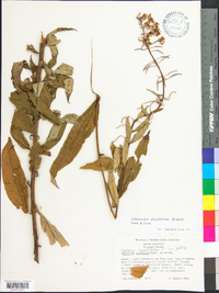 Chamaenerion angustifolium subsp. circumvagum image