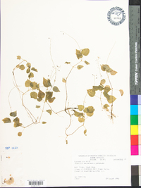 Circaea alpina image