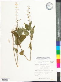 Circaea canadensis image