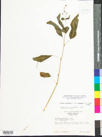 Circaea canadensis image