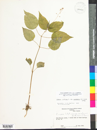 Circaea canadensis image