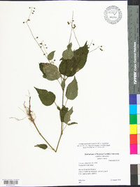 Circaea canadensis image