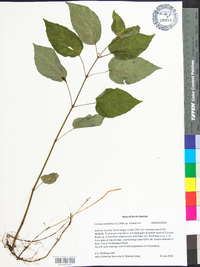 Circaea canadensis image