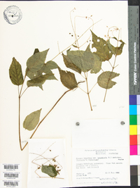 Circaea canadensis image