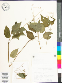 Circaea canadensis image