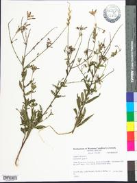 Oenothera gaura image