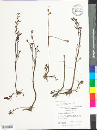 Ludwigia linearis image