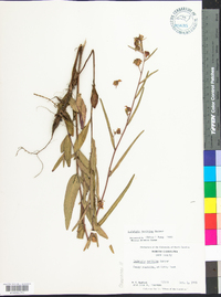 Ludwigia maritima image