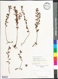 Ludwigia microcarpa image