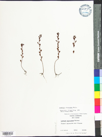 Ludwigia microcarpa image