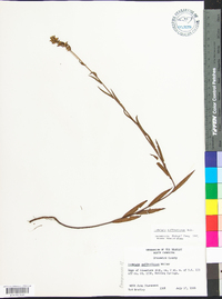 Ludwigia suffruticosa image