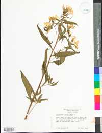 Oenothera tetragona image