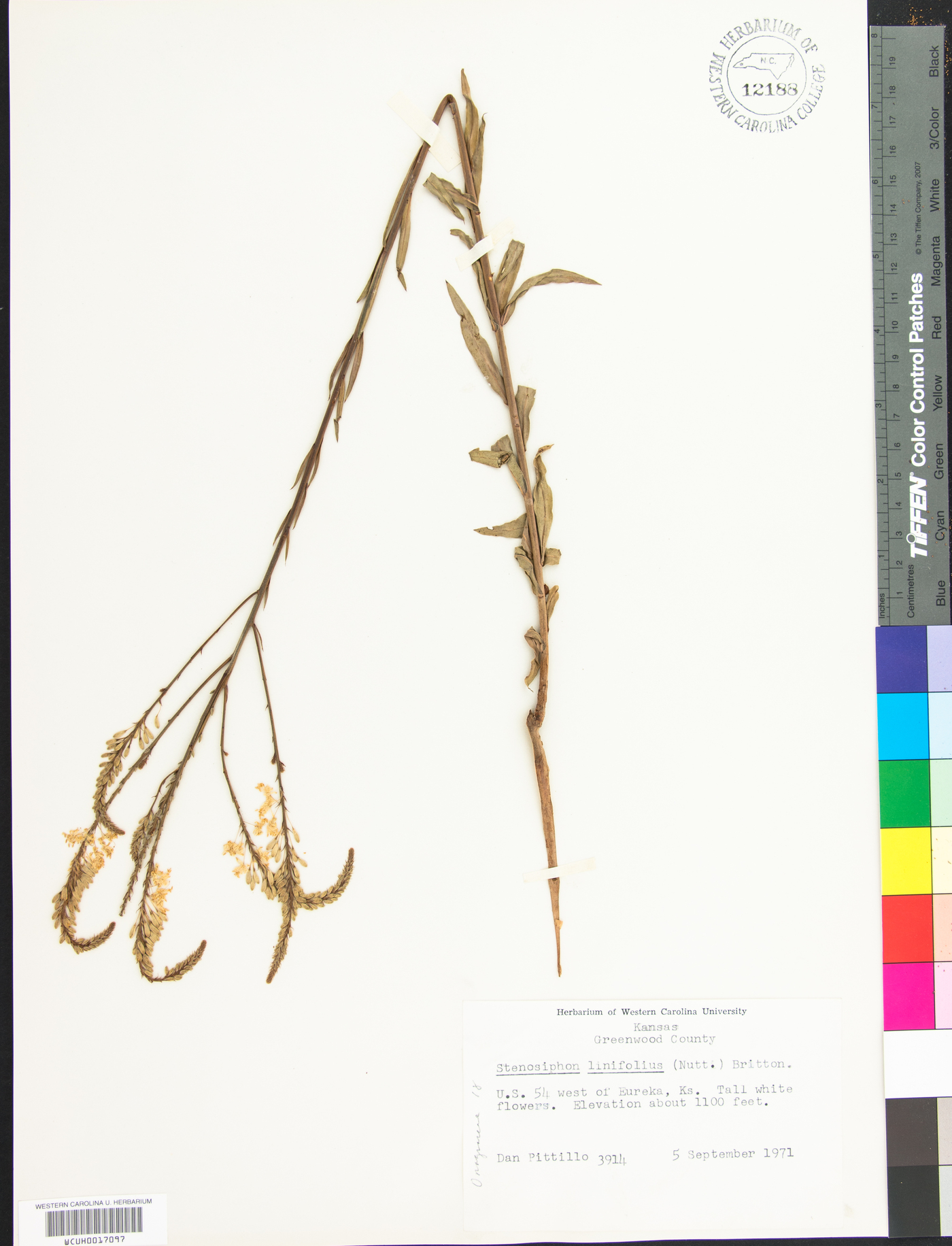 Stenosiphon linifolius image