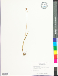 Calopogon barbatus image