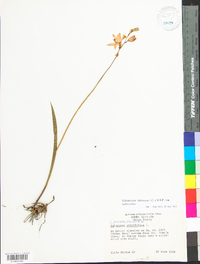 Calopogon tuberosus image