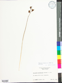 Calopogon tuberosus image