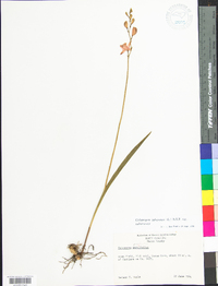 Calopogon tuberosus image