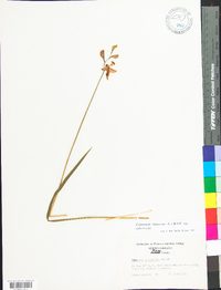 Calopogon tuberosus var. tuberosus image