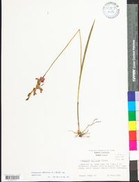 Calopogon tuberosus image